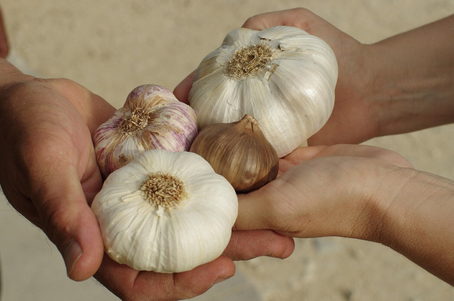 Various garlic varieties held in multiple hands.