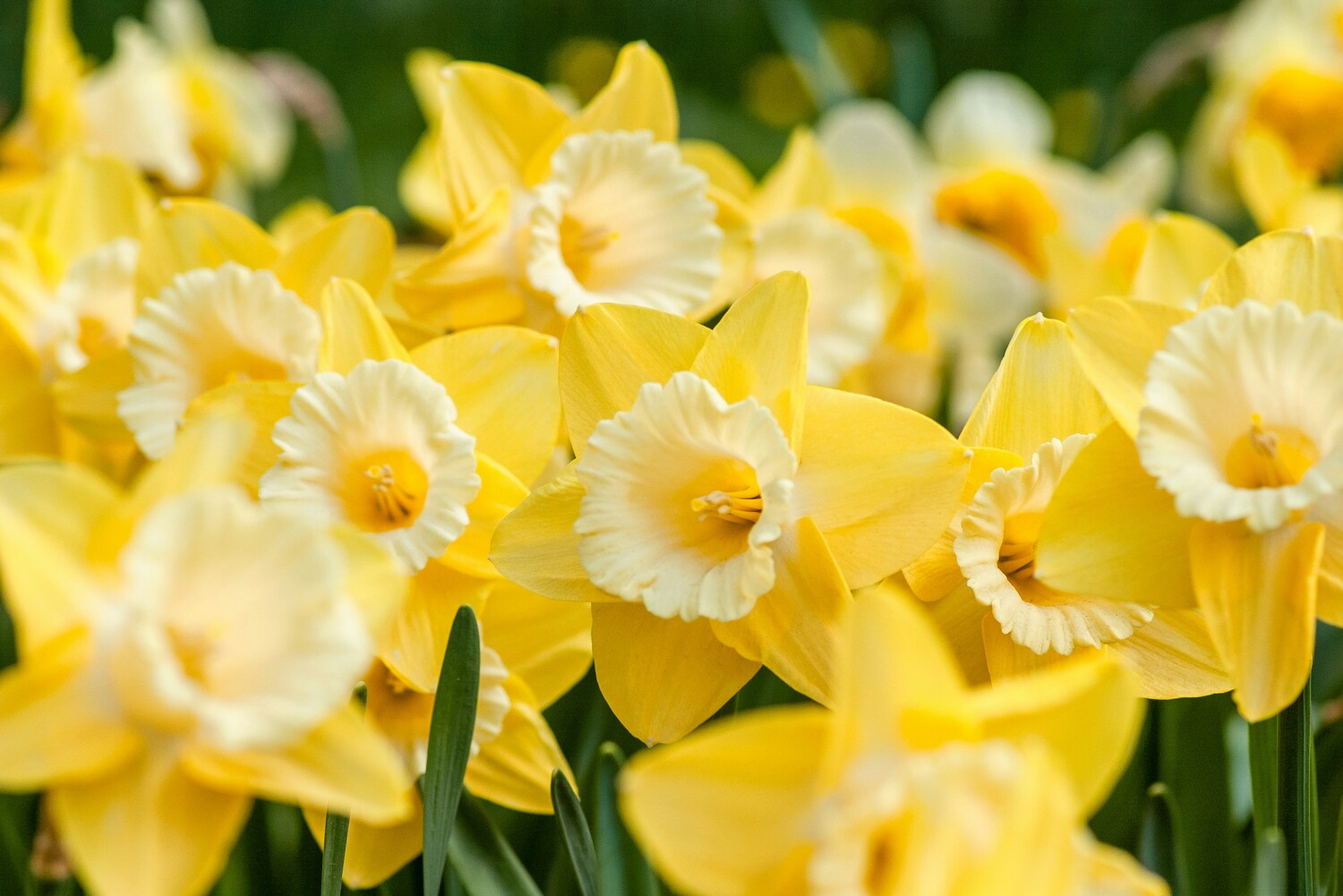 A close-up of vibrant yellow daffodils with ruffled white centers in full bloom.