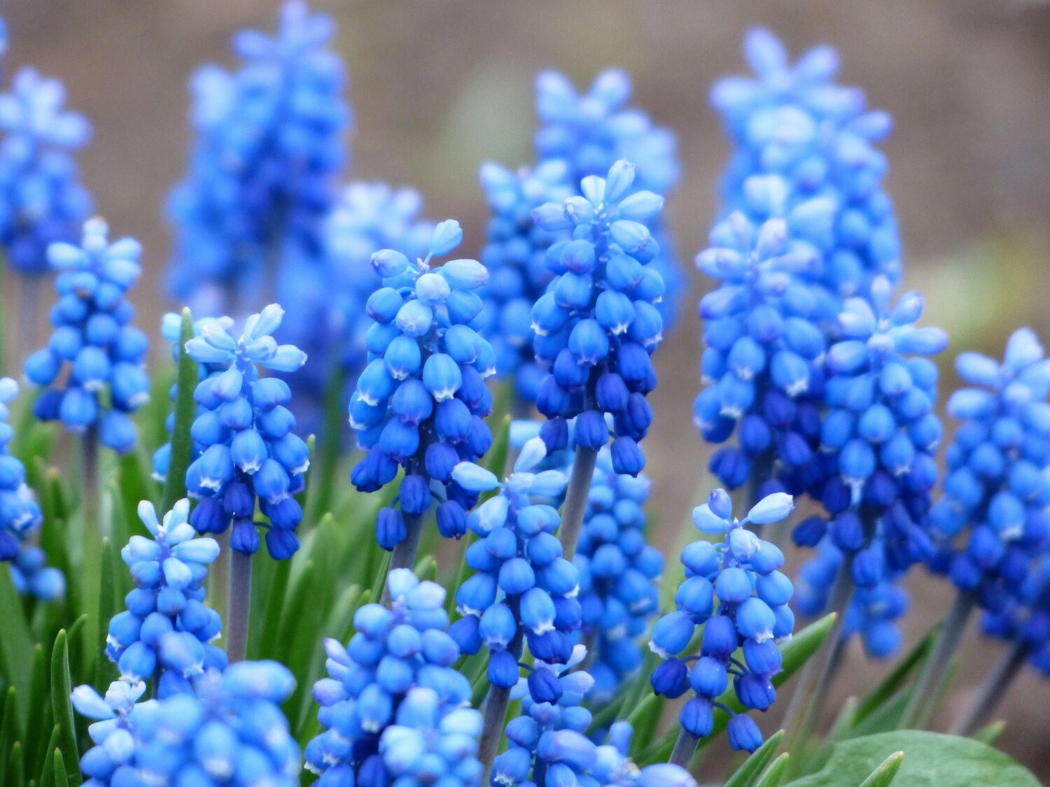 A group of bright blue muscari flowers blooming together in a garden.