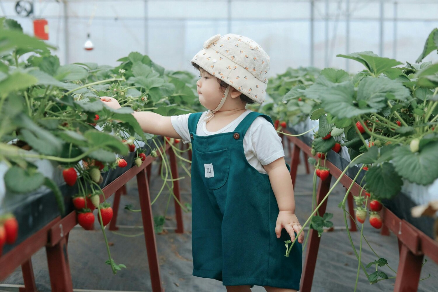 A child wearing a hat and overalls picking strawberries in a greenhouse.