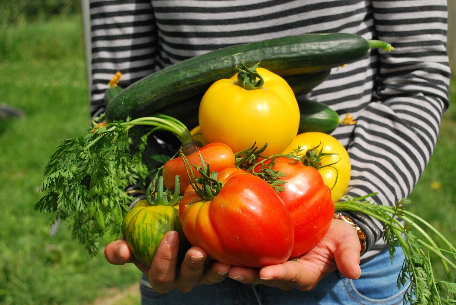 A person holding a colorful variety of freshly harvested vegetables including tomatoes, cucumbers, and carrots.
