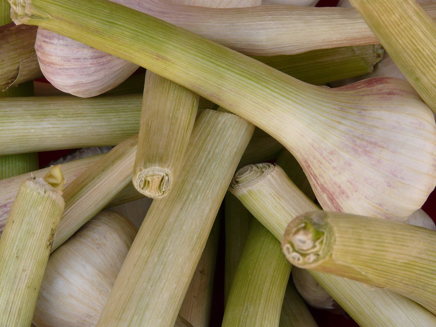 A pile of freshly harvested garlic bulbs with trimmed green stalks.