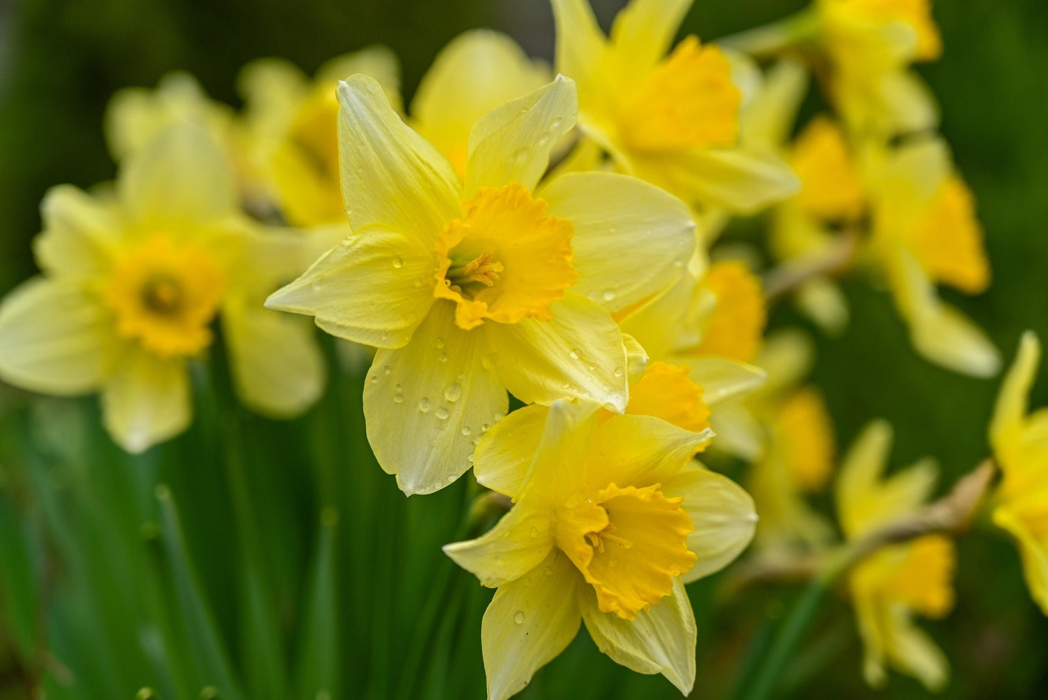 A cluster of yellow daffodils with raindrops on the petals, set against a green background.