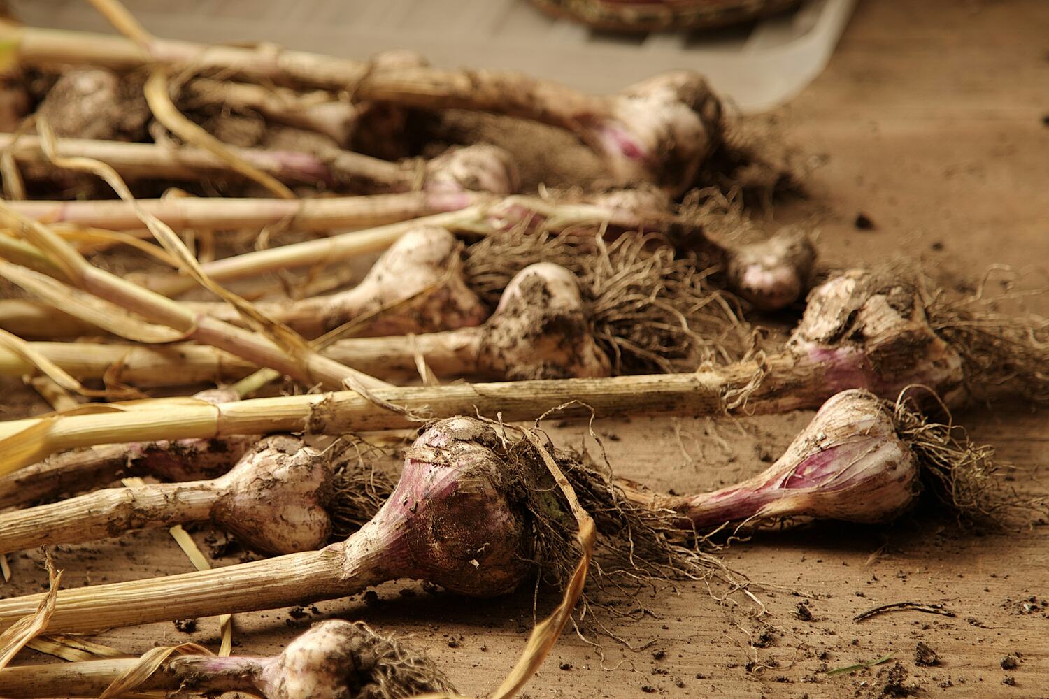 Freshly harvested dirty garlic bulbs with roots and stems, laid out on a wooden surface.