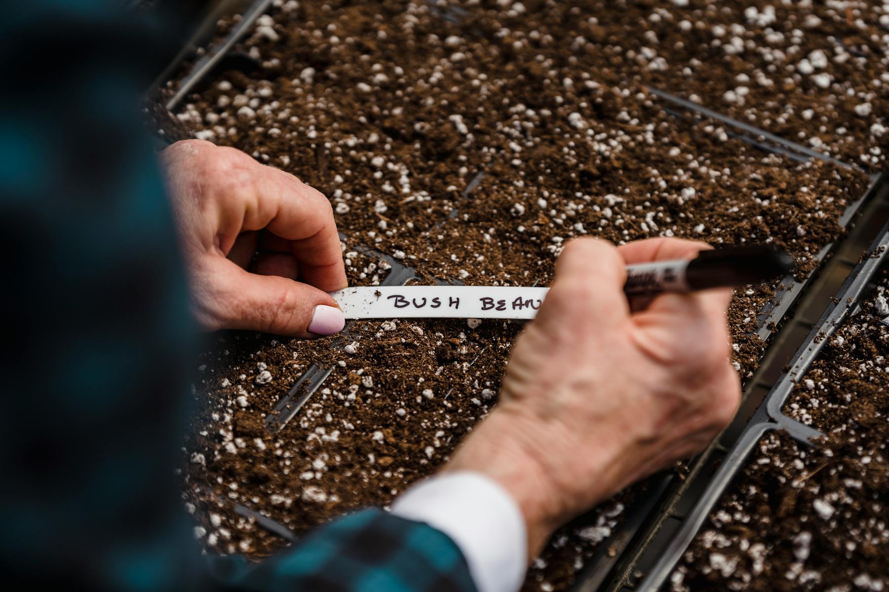 How to Harvest and Save Bean Seeds for Next Year