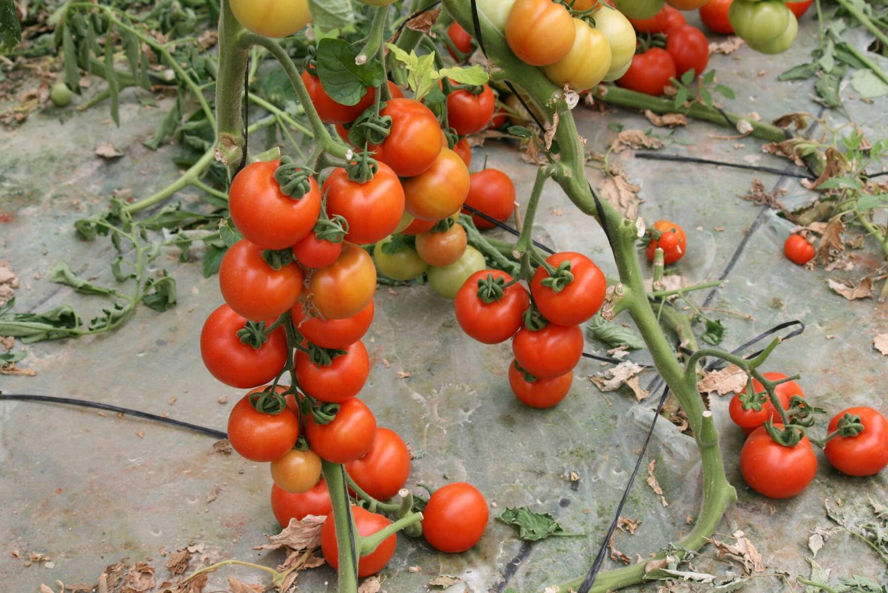 How to Save Tomato Seeds Step by Step (Fermentation Method Explained)