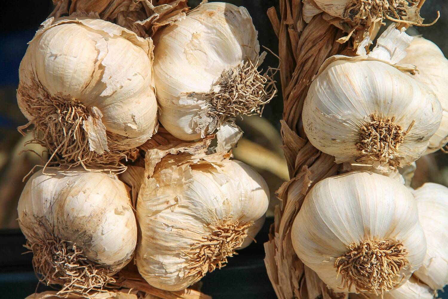 A close-up image of white garlic bulbs braided together.