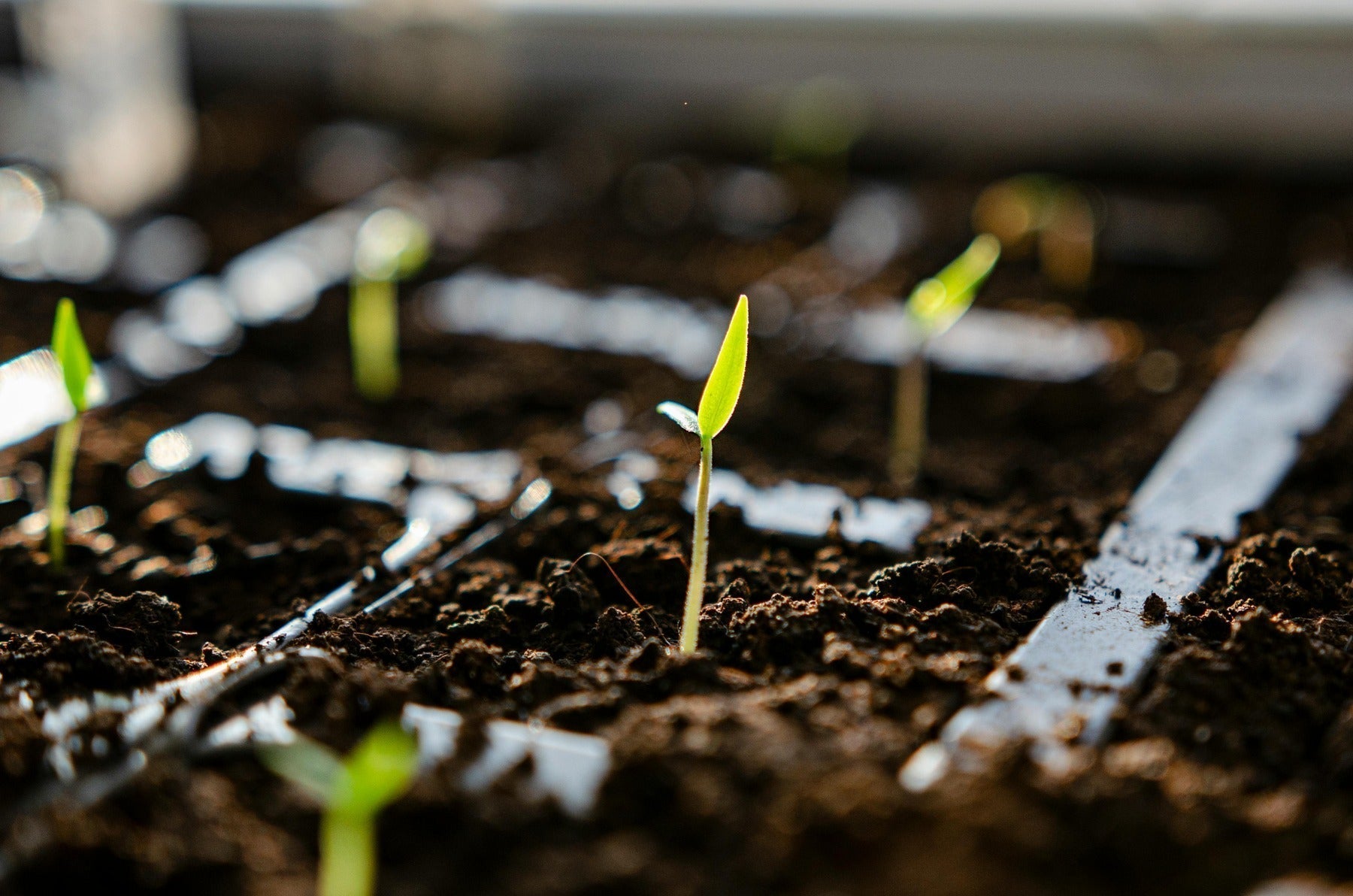 What Is Seed Stratification?