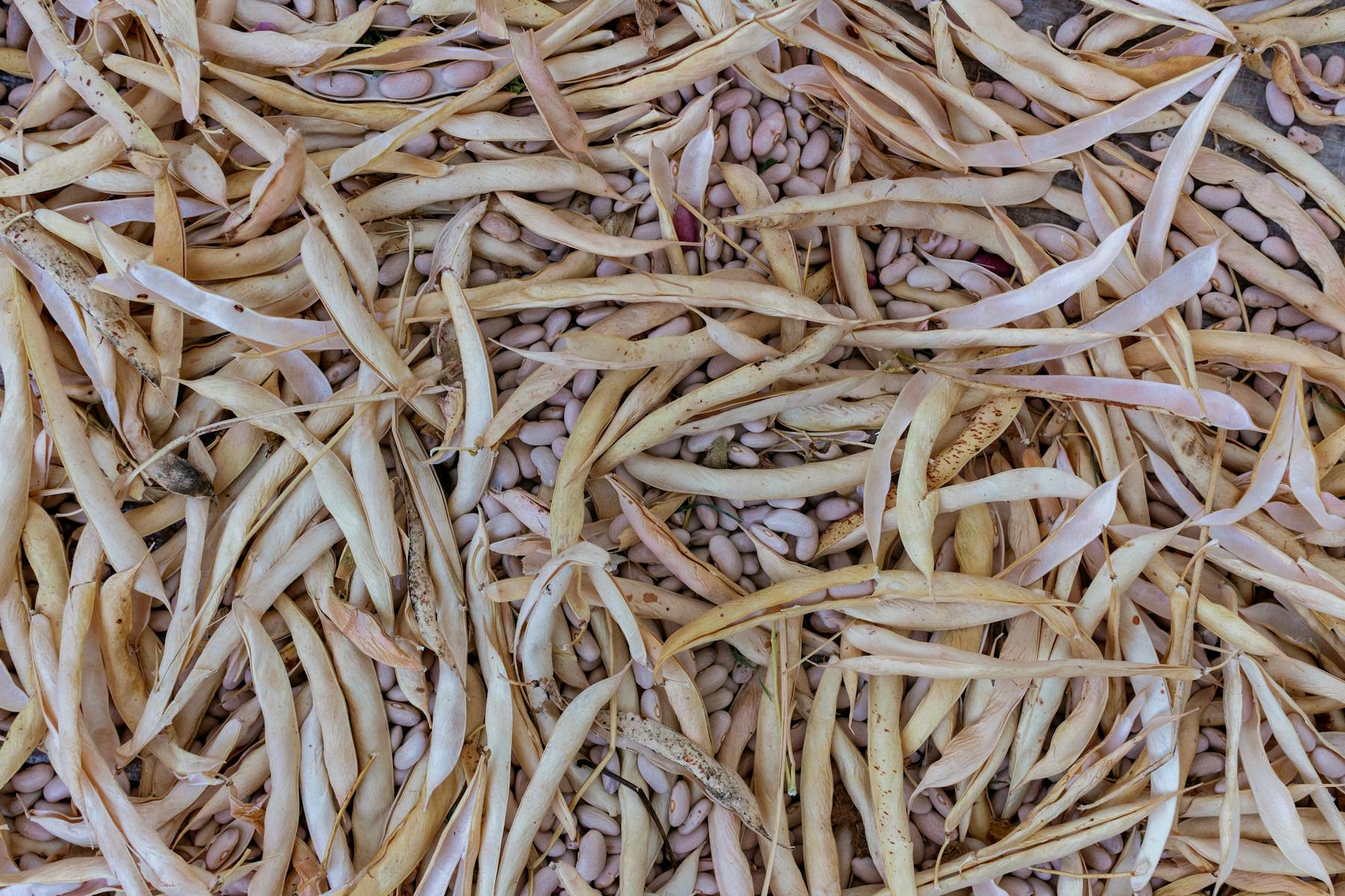 How to Tell When Bean Pods Are Ready for Seed Saving