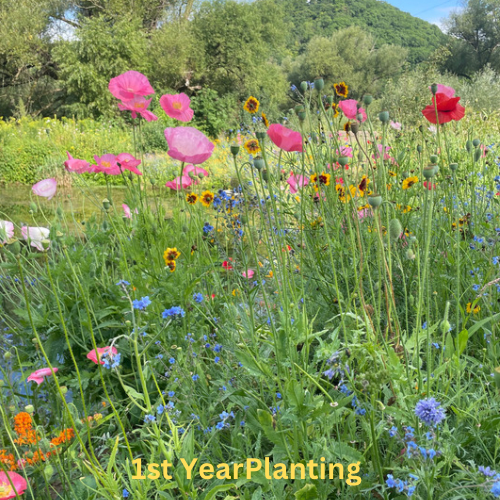 Bee Feed Flower Mix