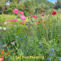Thumbnail for Bee Feed Flower Mix