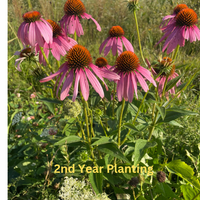 Thumbnail for Bee Feed Flower Mix