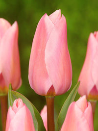 Thumbnail for Tulips - Pre-Chilled and ready to plant!