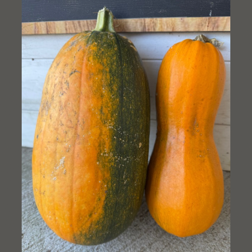 Long Pie Pumpkins, Heirloom Pumpkins