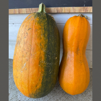 Thumbnail for Long Pie Pumpkins, Heirloom Pumpkins
