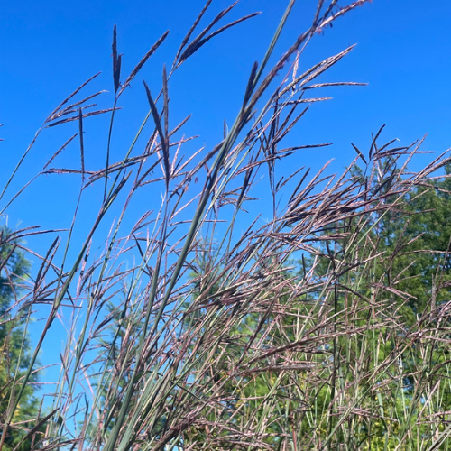 Big Bluestem Seeds - Prairie Native