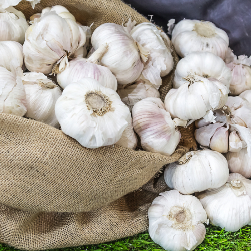 Music by the pound- Garlic Seed and Culinary Garlic