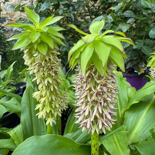 Pineapple Lily, Eucomis - Bi-Color