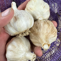 Thumbnail for German Red by the pound- Organic Garlic Seed and Culinary Garlic