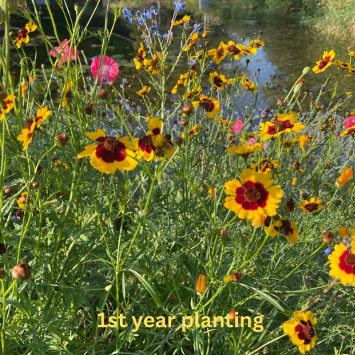 Bee Feed Flower Mix