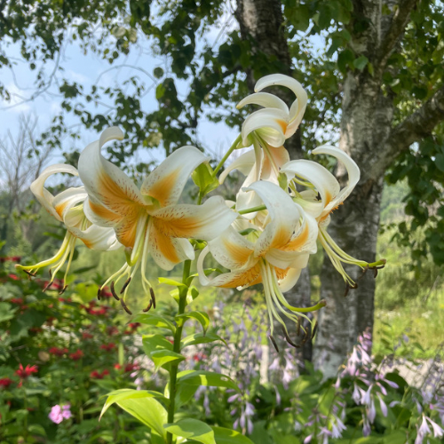 'Lady Alice' Lily (Lililum Trumpet and Aurelian Hybrid, Lily Div VI)