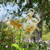 Thumbnail for 'Lady Alice' Lily (Lililum Trumpet and Aurelian Hybrid, Lily Div VI)