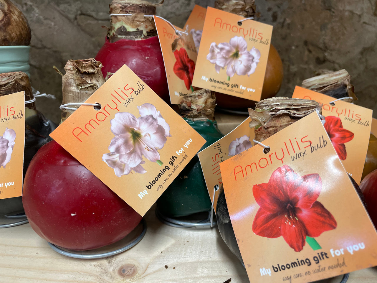 Waxed Amaryllis