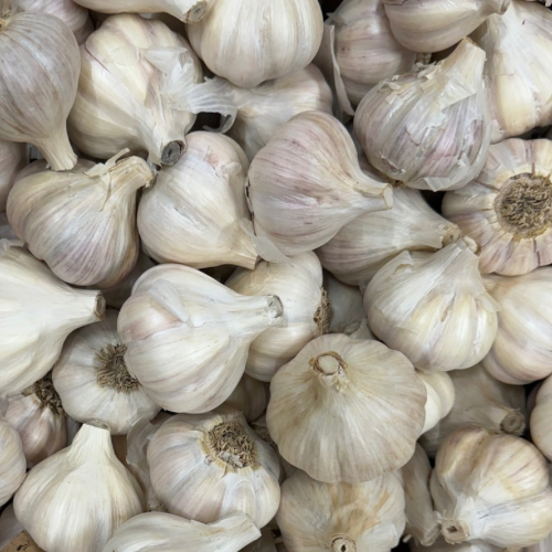 Chesnok Red by the pound- Organic Garlic Seed and Culinary Garlic