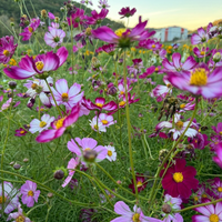 Thumbnail for Picotee Cosmos, Organic
