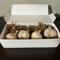 Thumbnail for Heirloom Garlic Gift Box - 4 bulbs (1/2 pound of garlic)