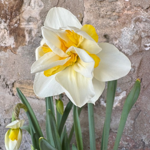 Double Daffodil 'Sweet Desire' Daffodil (Early to Mid), Modern Age Daffodil