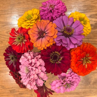 Thumbnail for Dahlia Flowering Zinnia Mix, Huge Blooms