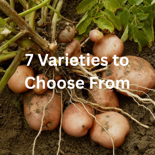 Organic Potatoes from High Mowing!