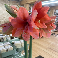 Thumbnail for 'Rilona' Hippeastrum, Amaryllis - pre-1870 Heirloom