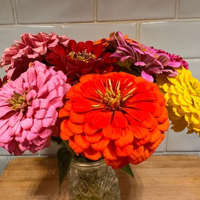 Thumbnail for Dahlia Flowering Zinnia Mix, Huge Blooms