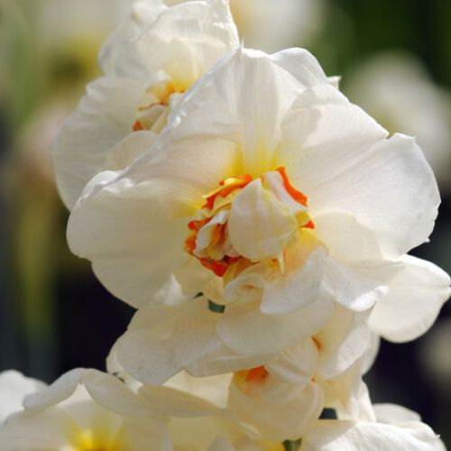 Double Daffodil 'Acropolis' Daffodil (Early to Mid)