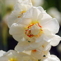 Thumbnail for Double Daffodil 'Acropolis' Daffodil (Early to Mid)