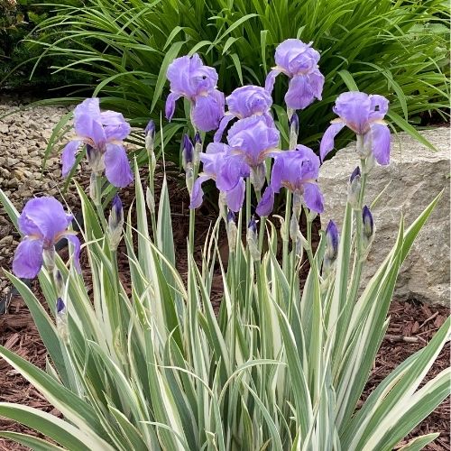 Albo Variegata, Iris Zebra Pallida by Firefly Farm & Mercantile