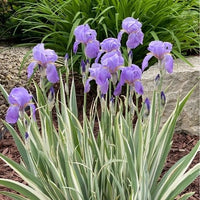 Thumbnail for Albo Variegata, Iris Zebra Pallida by Firefly Farm & Mercantile