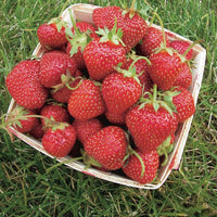 Thumbnail for Strawberries - Our Most Popular Varieties, Crowns Ships in Spring