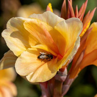 Thumbnail for Angel Martin Canna, Dwarf Brown-leaf Canna