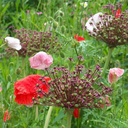Miniature Allium 'Atropurpureum'