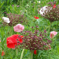 Thumbnail for Miniature Allium 'Atropurpureum'