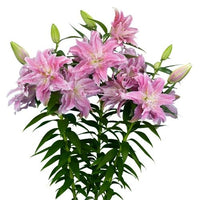 Thumbnail for Roselily 'Azra' (Double Oriental Lily, Lilium, Lily Div VII)