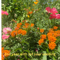 Thumbnail for Bee Feed Flower Mix