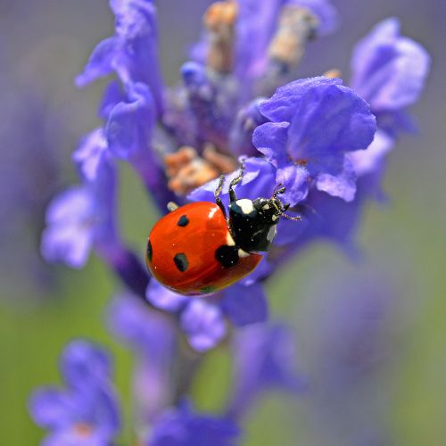 Beneficial Insect Mix - All U.S.A