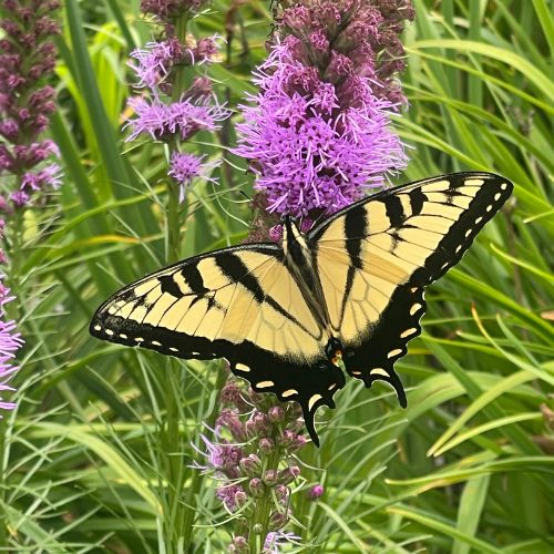 Bird and Butterfly Mix Flowers