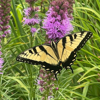 Thumbnail for Bird and Butterfly Mix Flowers