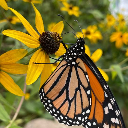 Black-Eyed Susan Seeds- Prairie Native