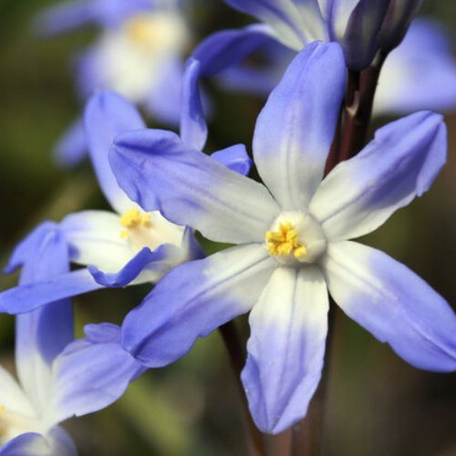 Glory of the Snow - Chionodoxa 'Blue Giant' 1800's Heirloom Bulbs